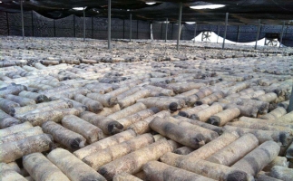 廢舊菌棒如何廢物利用？用鋸末顆粒機(jī)能增加收入