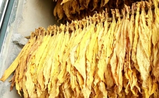 木屑顆粒燃料烘烤煙葉可以嗎？